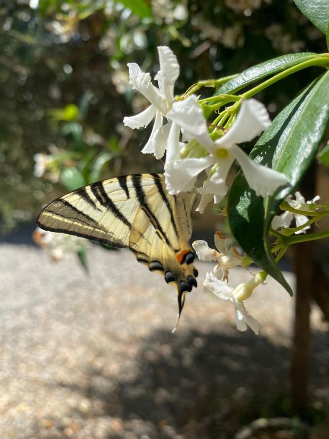 קאפאנורי B&B Alloro מראה חיצוני תמונה