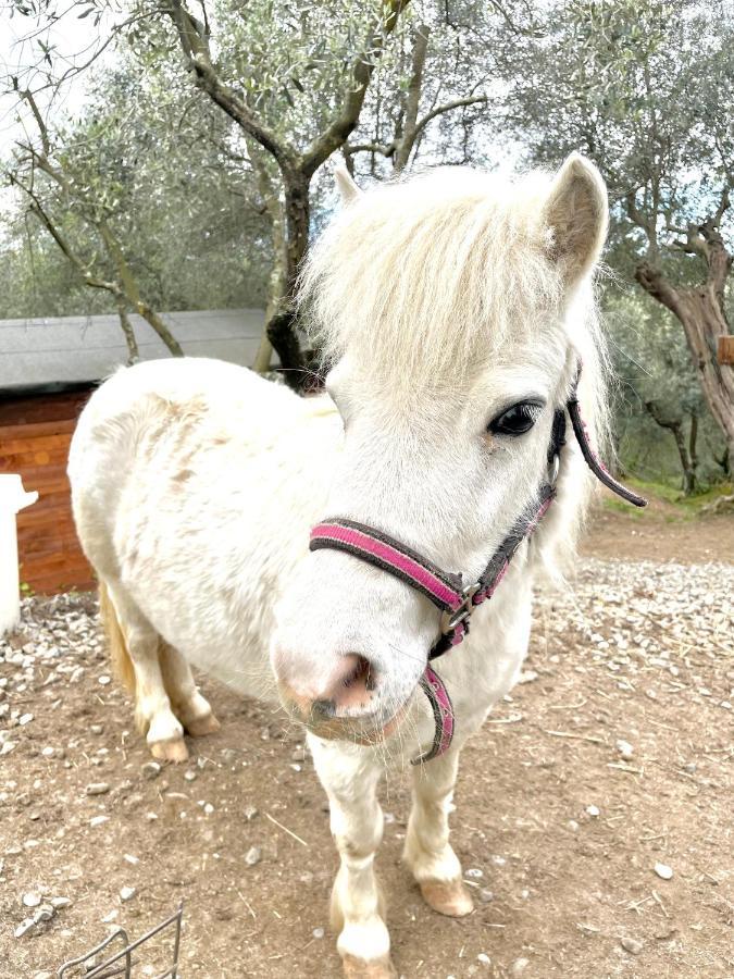 קאפאנורי B&B Alloro מראה חיצוני תמונה